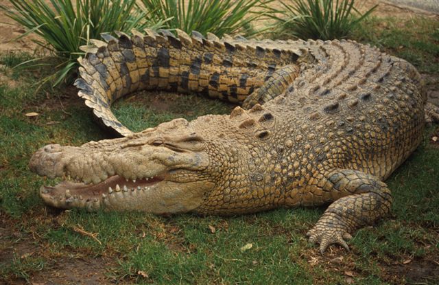 australia crocodile