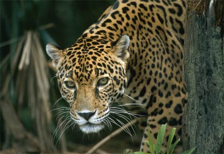 Jaguar Ss100wikipedia Free Encyclopedia | Car Gallery